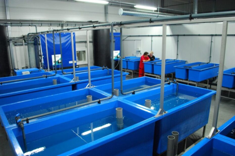 Fish Farming in Nigeria 2025: How to Start Catfish Business with Small Capital