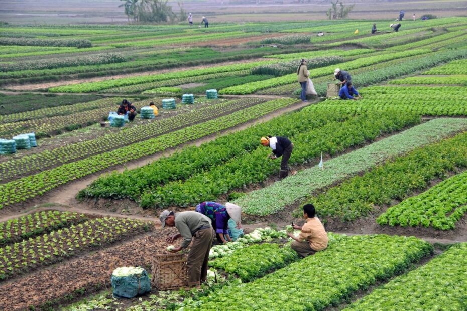 Profitable agribusiness ideas